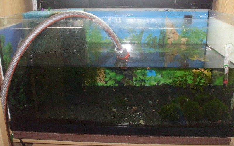 Beim Wasserwechseln im Aquarium