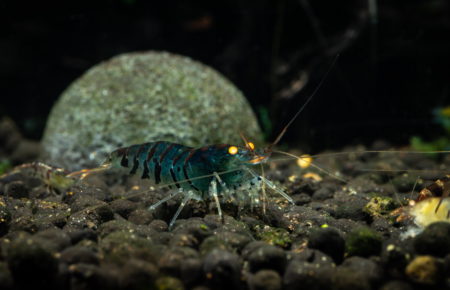 Blaue Tigergarnele mit orangen Augen