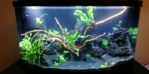 Bodengrund im Garnelenaquarium
