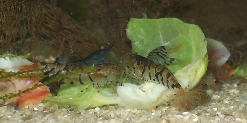 Garnelen Ernährung und Garnelenfutter