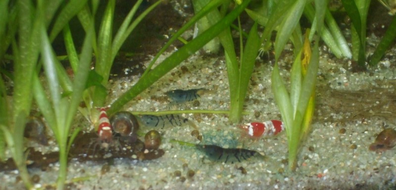 Tigergarnelen und Crystal Red Garnelen zusammen halten